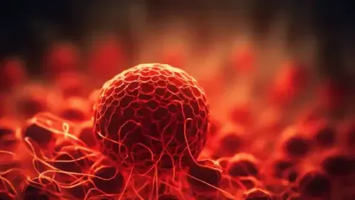Yellow Bone Marrow Function & Differences from Red Marrow